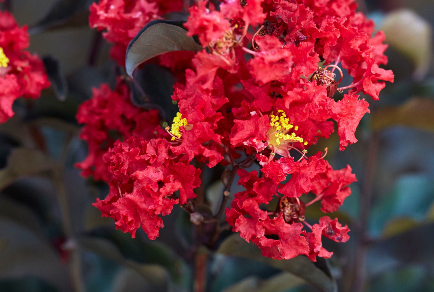 LAGERSTROEMIA indica 'Black Diamond ® Crimson Red'
