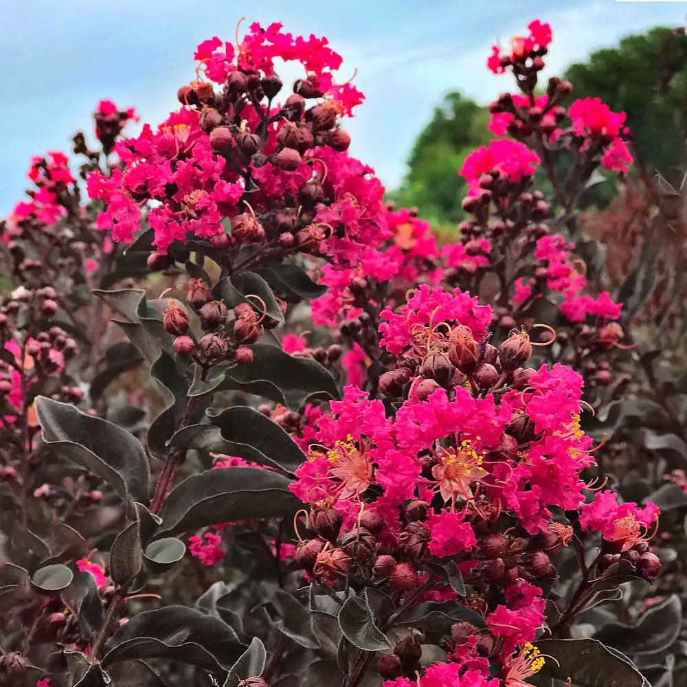 LAGERSTROEMIA indica 'Black Diamond ® Mystic Magenta'