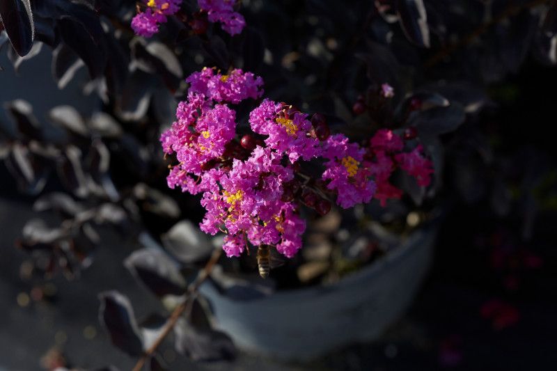 LAGERSTROEMIA indica 'Black Diamond ® Purely Purple'