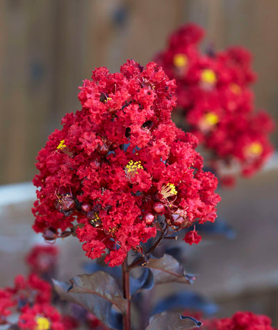 LAGERSTROEMIA indica 'Black Diamond ® Red Hot'