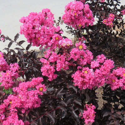 LAGERSTROEMIA indica 'Black Diamond ® Shell Pink'