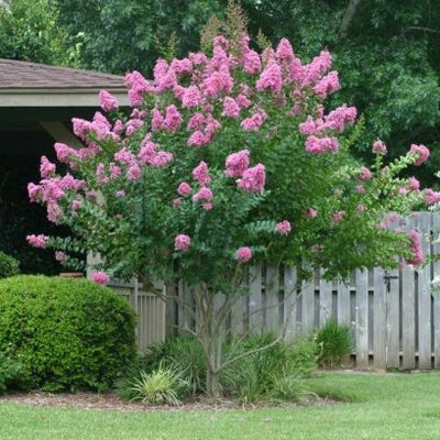LAGERSTROEMIA x 'Choctaw'