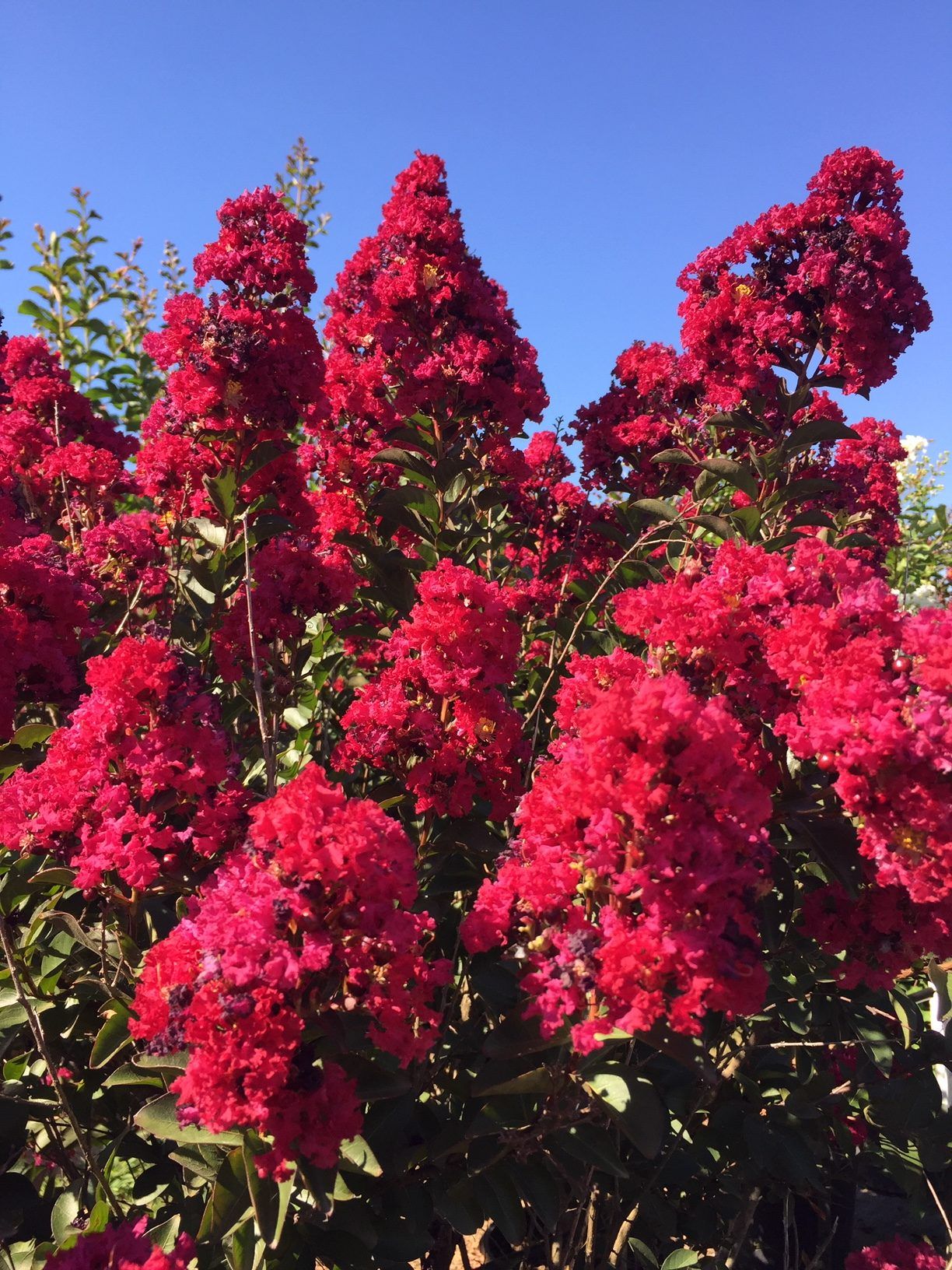 LAGERSTROEMIA indica 'Double Feature' ®