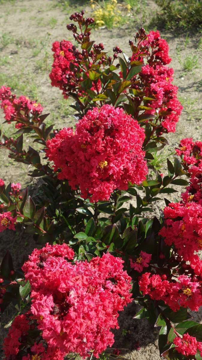 LAGERSTROEMIA indica 'Enduring Summer Red'
