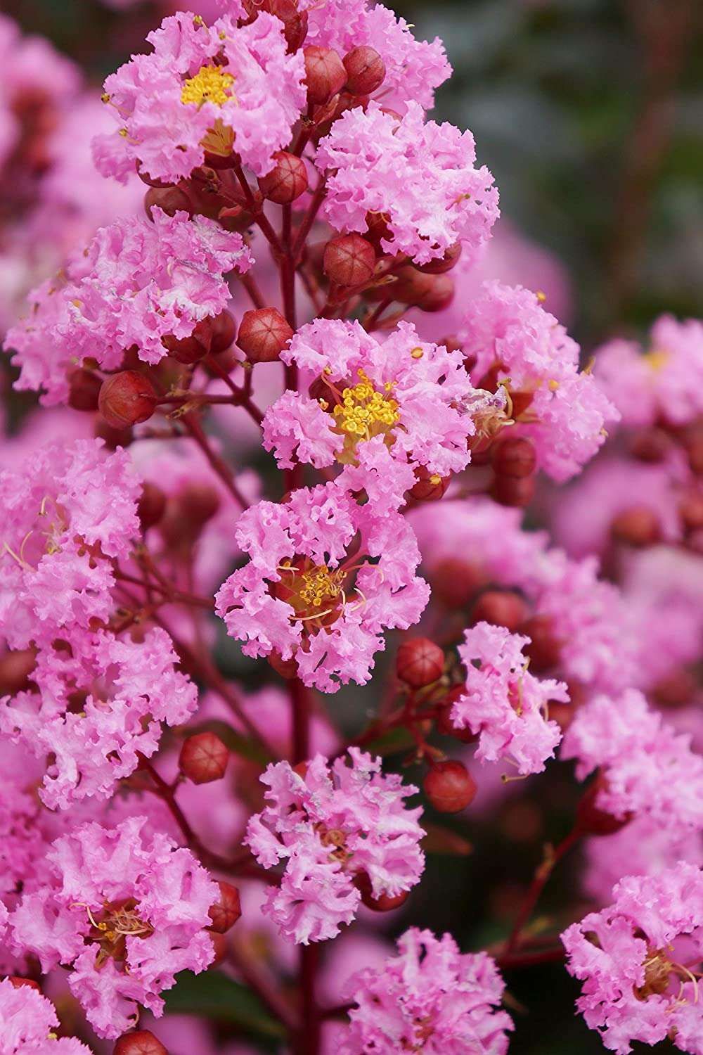 LAGERSTROEMIA indica 'Eveline'