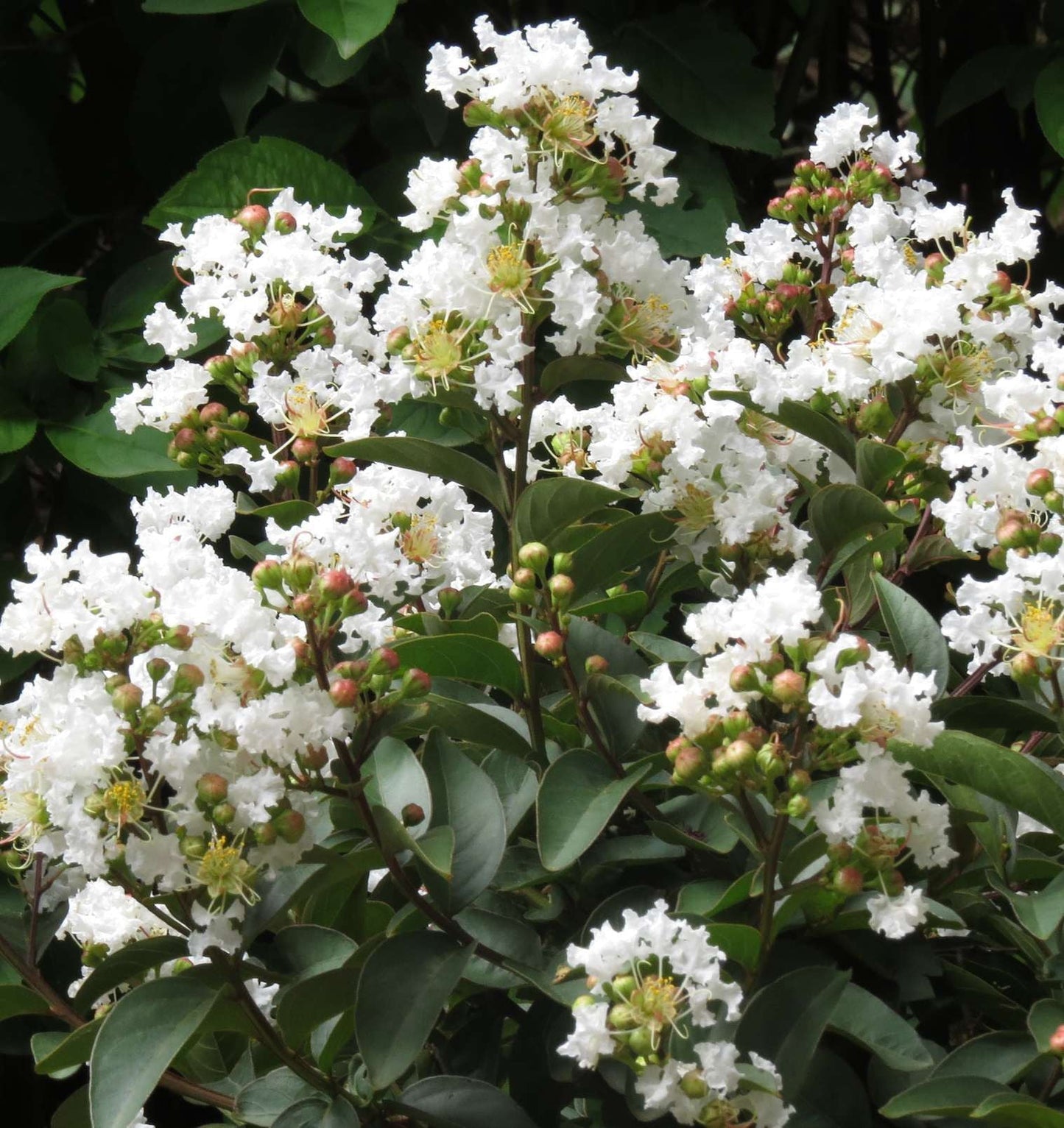 LAGERSTROEMIA indica 'Enduring Summer White'