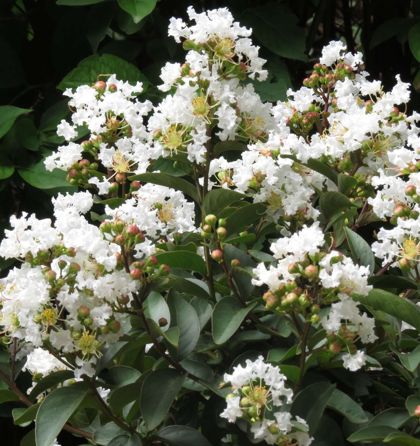 LAGERSTROEMIA indica 'Enduring Summer White'
