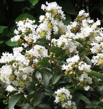LAGERSTROEMIA indica 'Enduring Summer White'