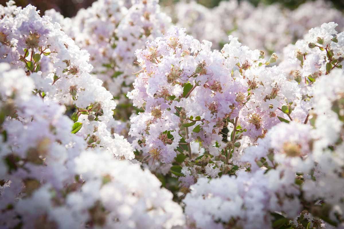 LAGERSTROEMIA indica 'La Fayette'