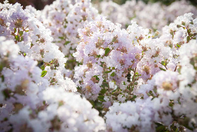 LAGERSTROEMIA indica 'La Fayette'
