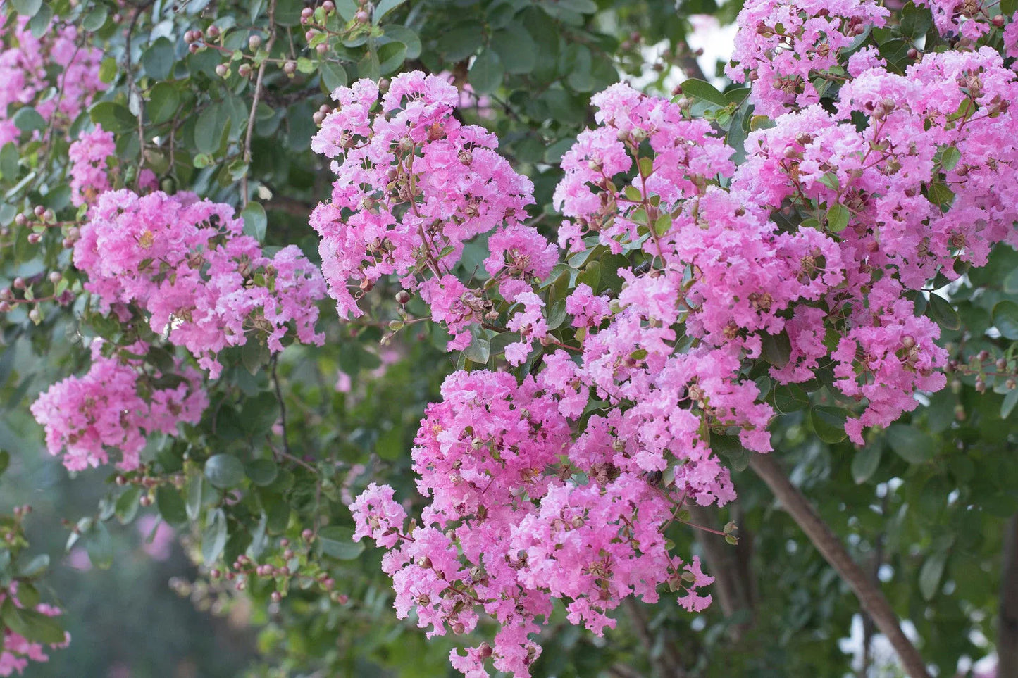 LAGERSTROEMIA x 'Lipan'