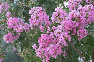 LAGERSTROEMIA x 'Lipan'