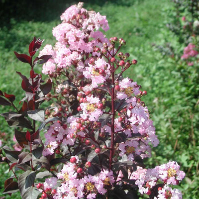 LAGERSTROEMIA indica 'Rhapsody in Pink'