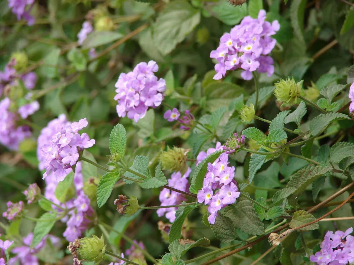 LANTANA 'Montevidensis'