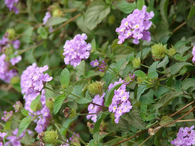 LANTANA 'Montevidensis'