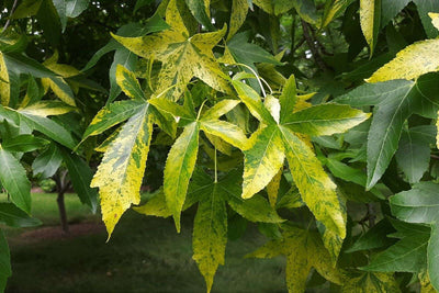 LIQUIDAMBAR styraciflua 'Variegata'