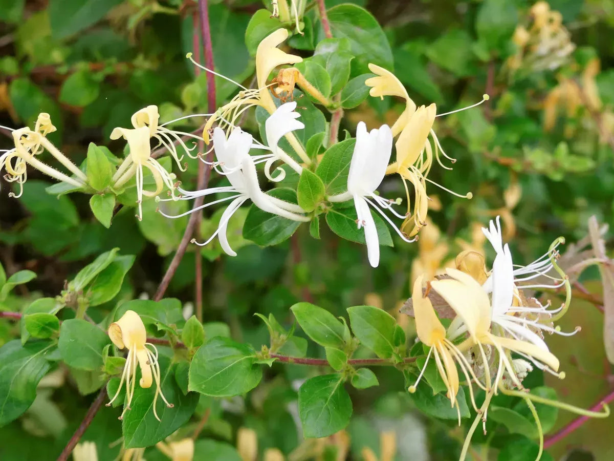 LONICERA japonica 'Hall's Prolific'