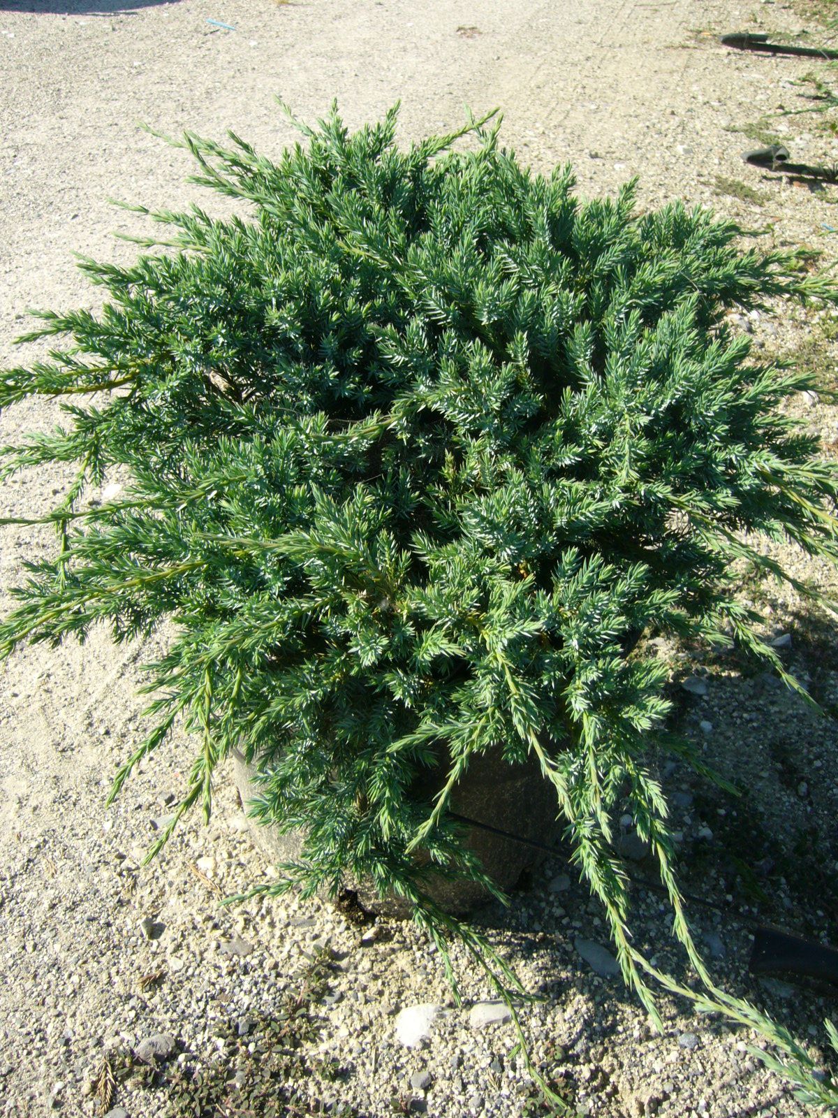 JUNIPERUS squamata 'Blue Star'