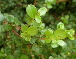 MYRSINE africana