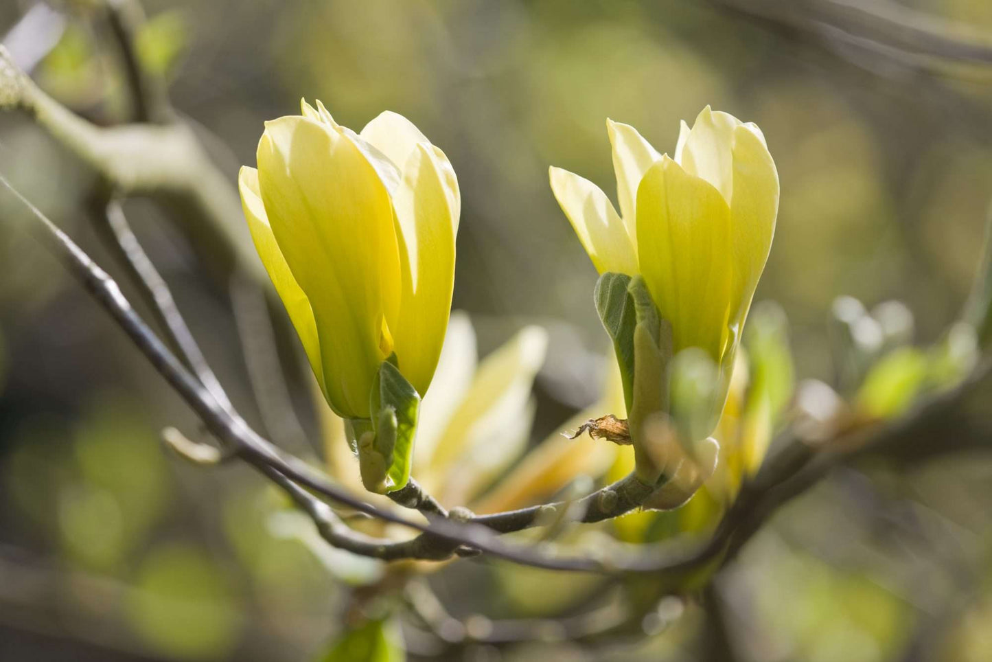 MAGNOLIA x 'Golden gift'