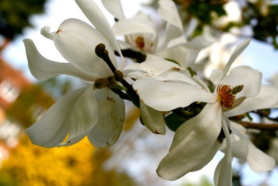 MAGNOLIA x ‘Satisfaction’