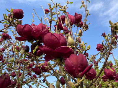 MAGNOLIA x soulangeana 'Black Tulip'