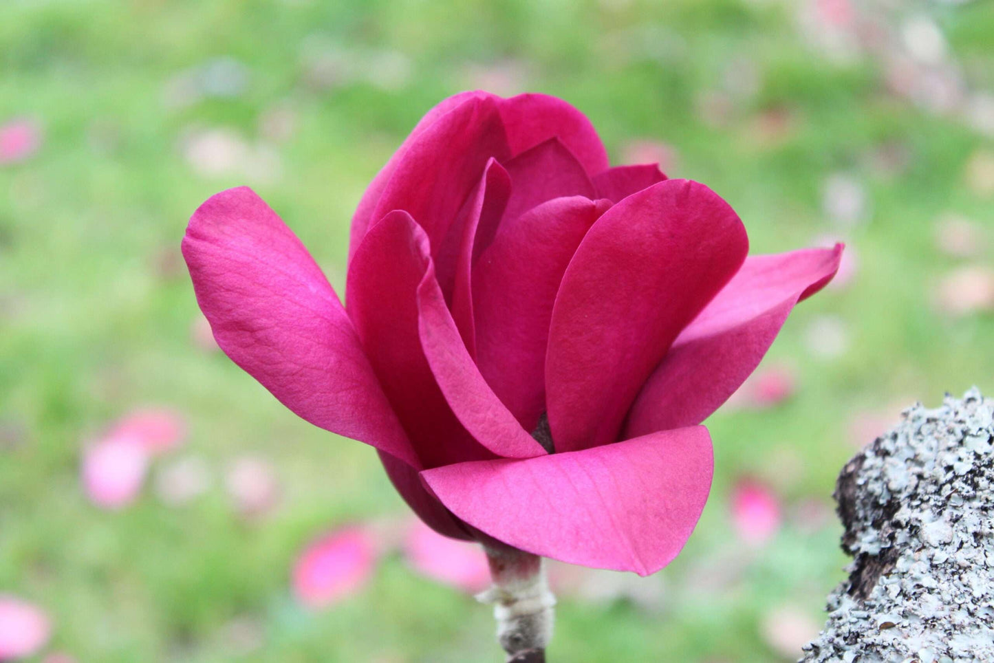MAGNOLIA 'Vulcan'
