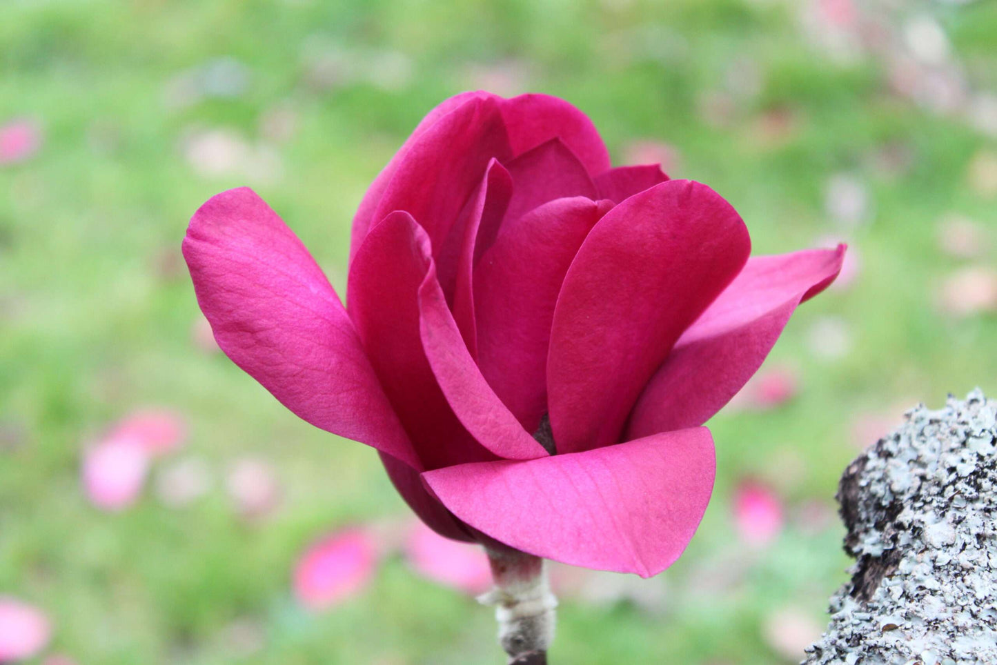 MAGNOLIA 'Vulcan'