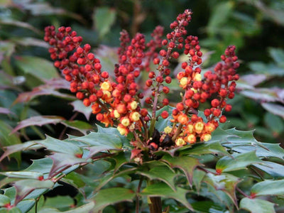 MAHONIA nitens 'Cabaret'