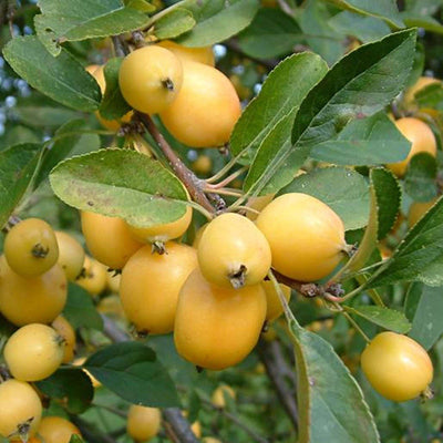 MALUS x zumi 'Golden Hornet'