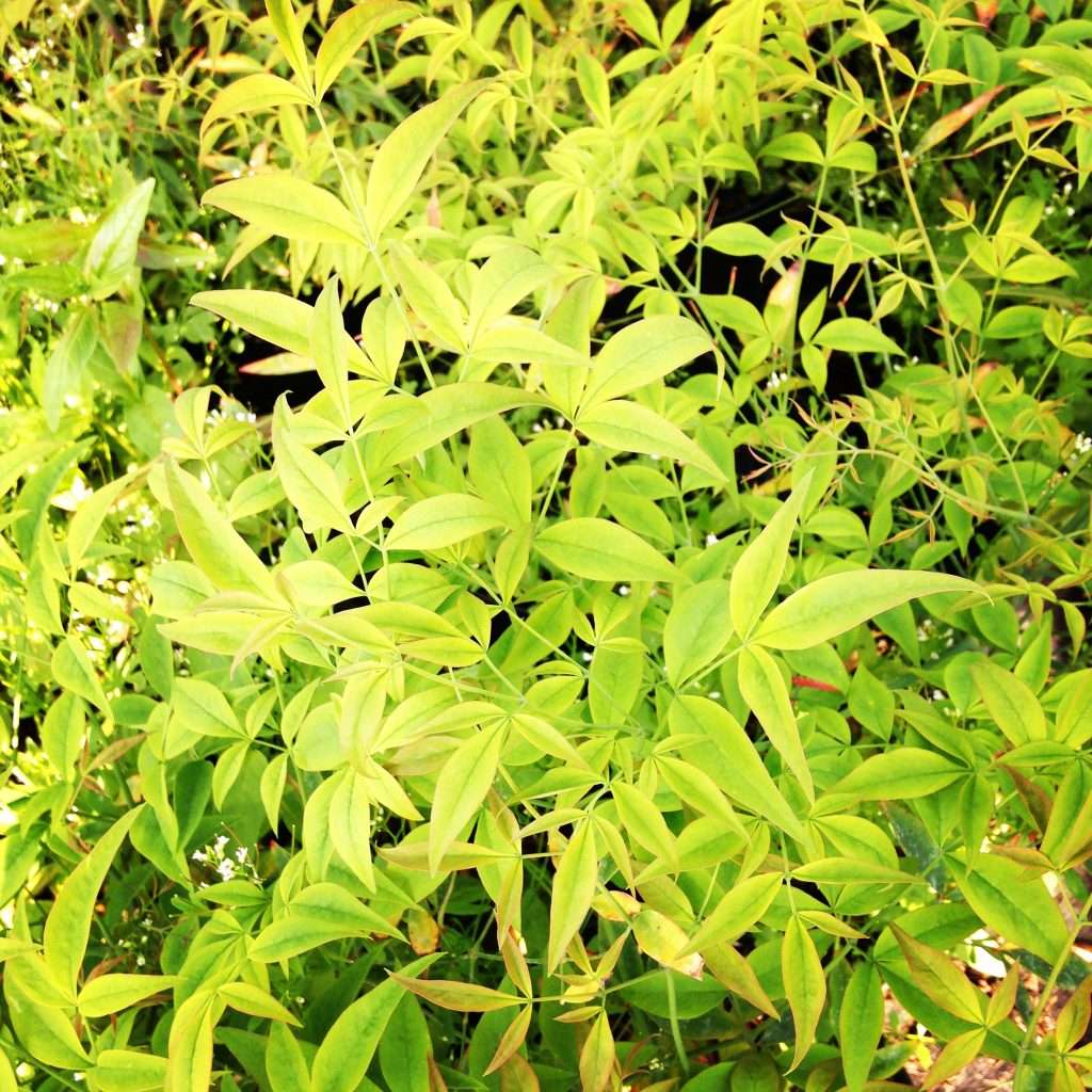 NANDINA domestica 'Brightlight'