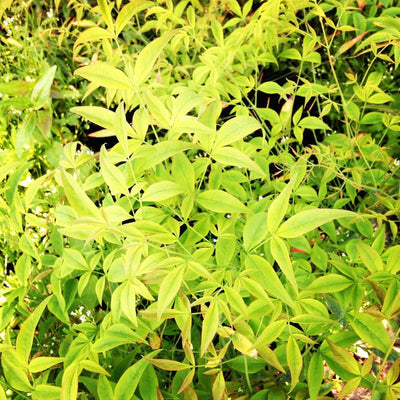NANDINA domestica 'Brightlight'