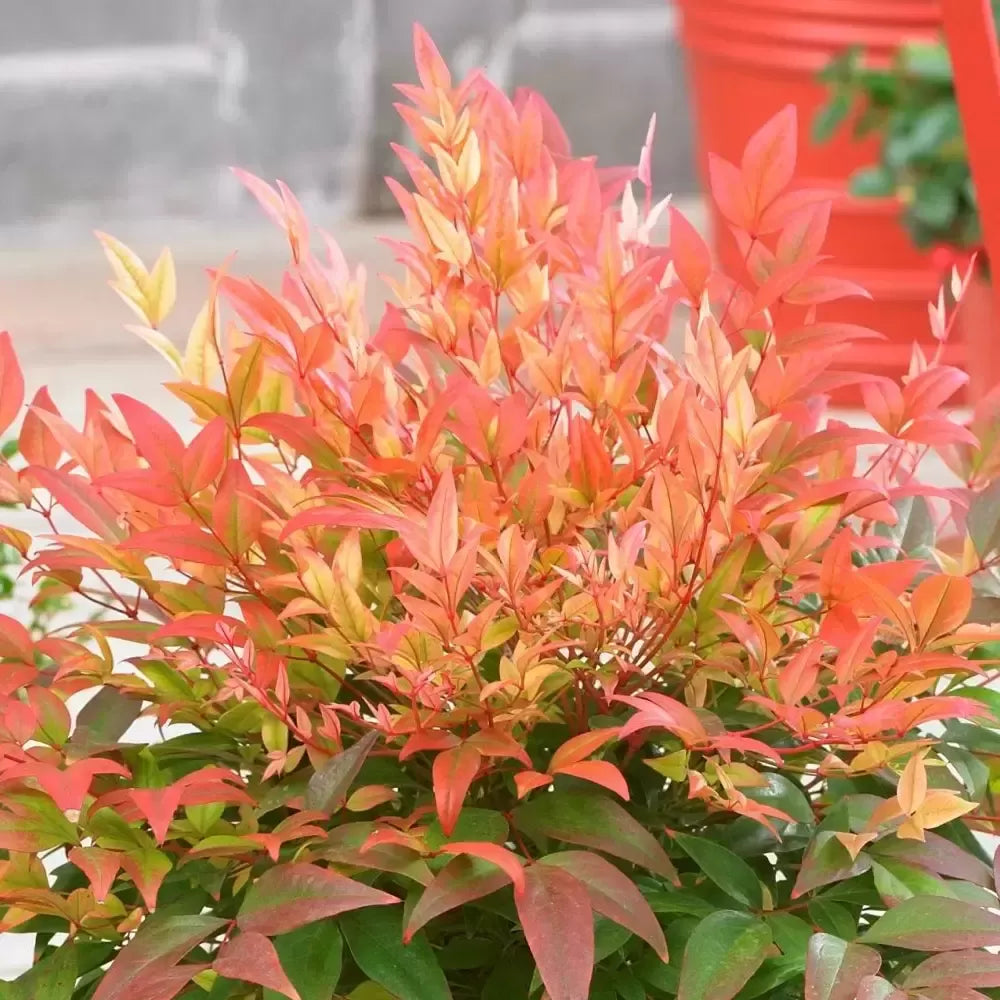 NANDINA domestica 'Sunset Boulevard'