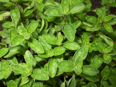 ORIGANUM vulgare