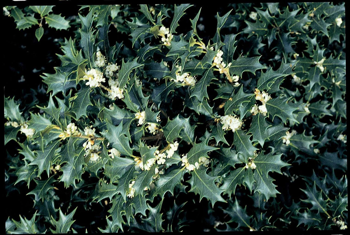OSMANTHUS heterophyllus 'Giulfti'