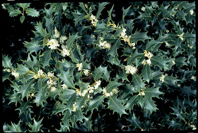 OSMANTHUS heterophyllus 'Giulfti'