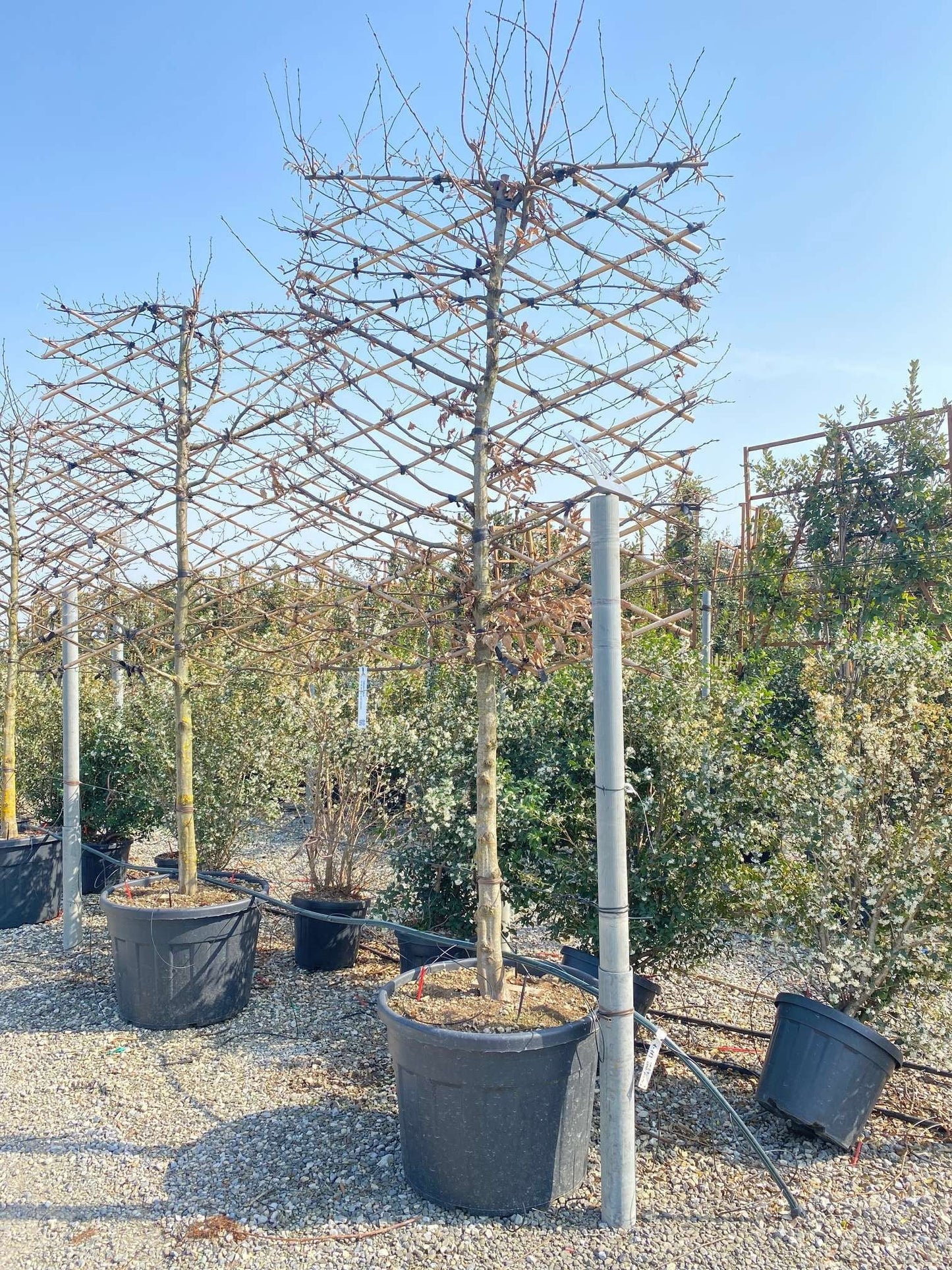 CARPINUS betulus 'Albert Beckman'