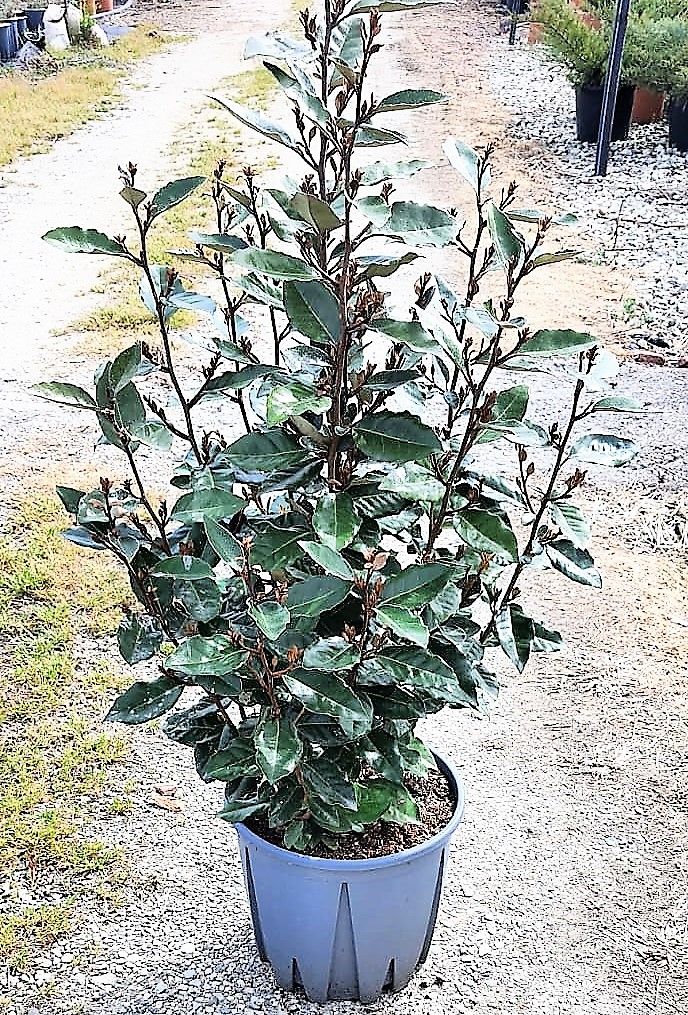 ELAEAGNUS x ebbingei 'Compacta'