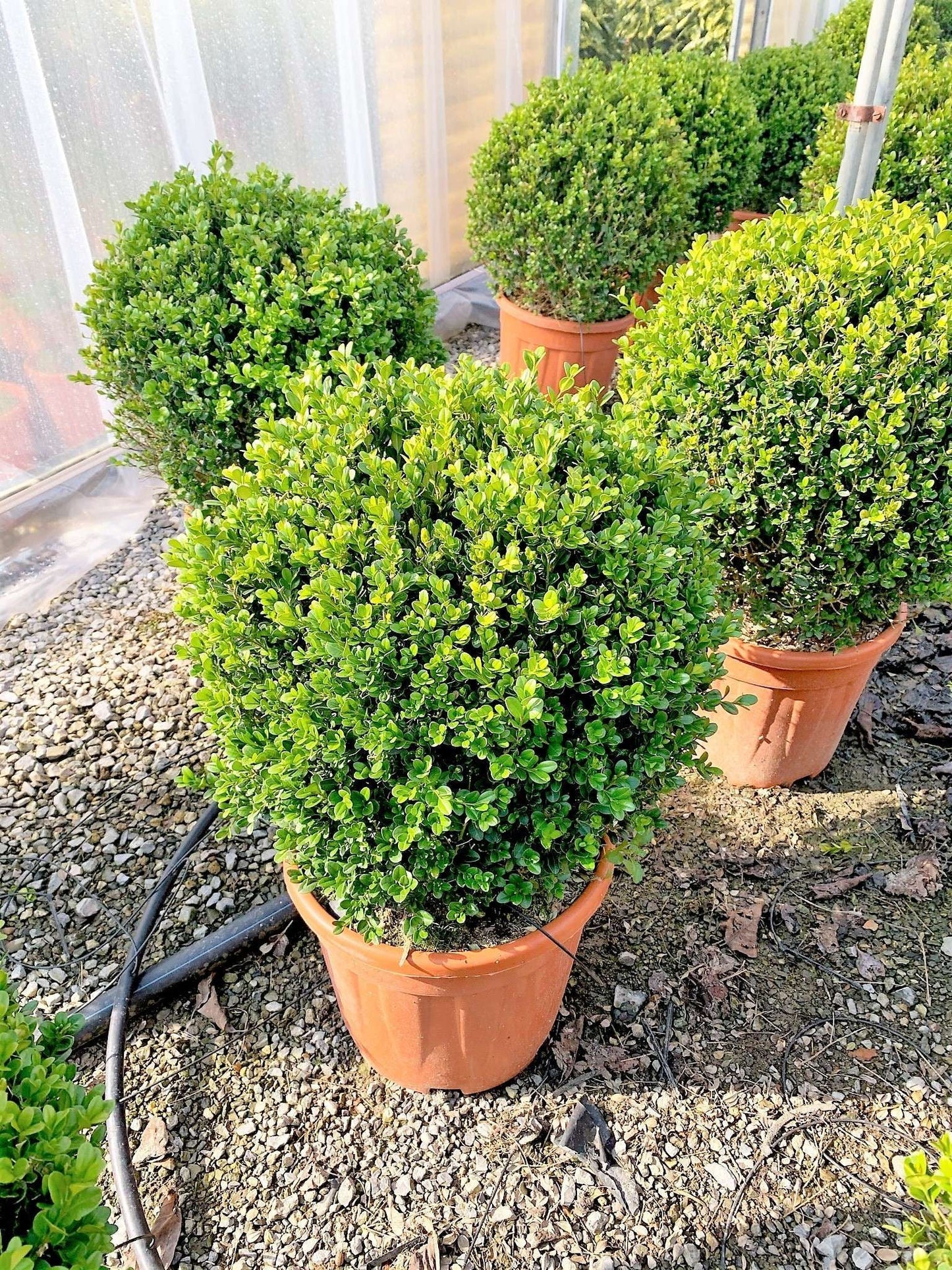 BUXUS sempervirens