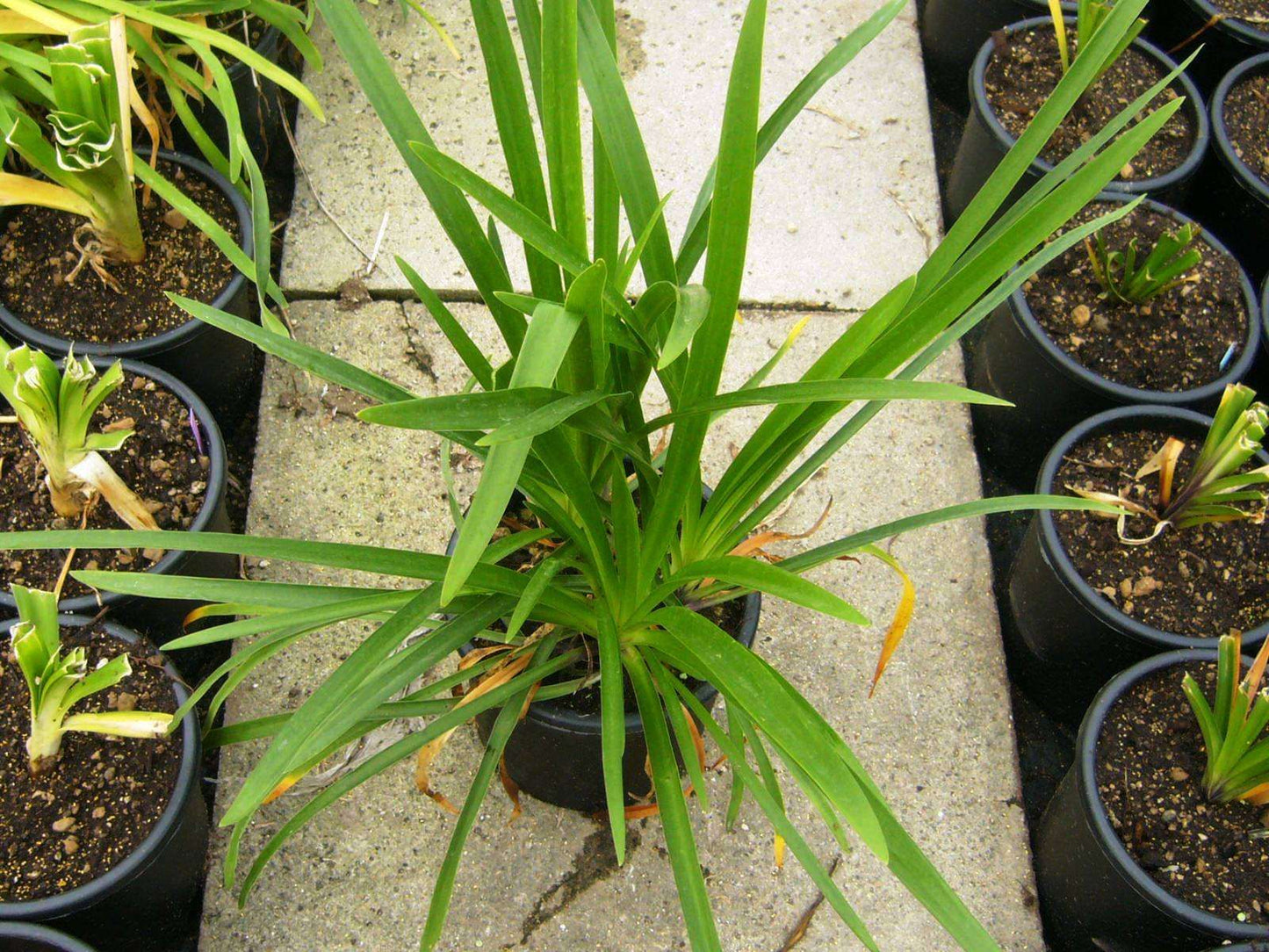 AGAPANTHUS umbellatus 'Ovatus'
