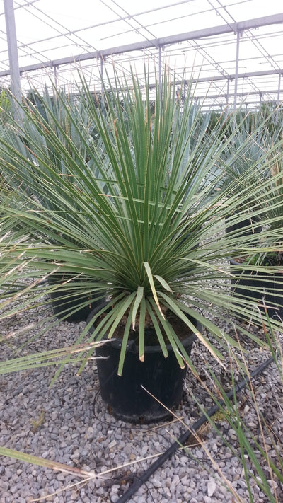 DASYLIRION wheleri