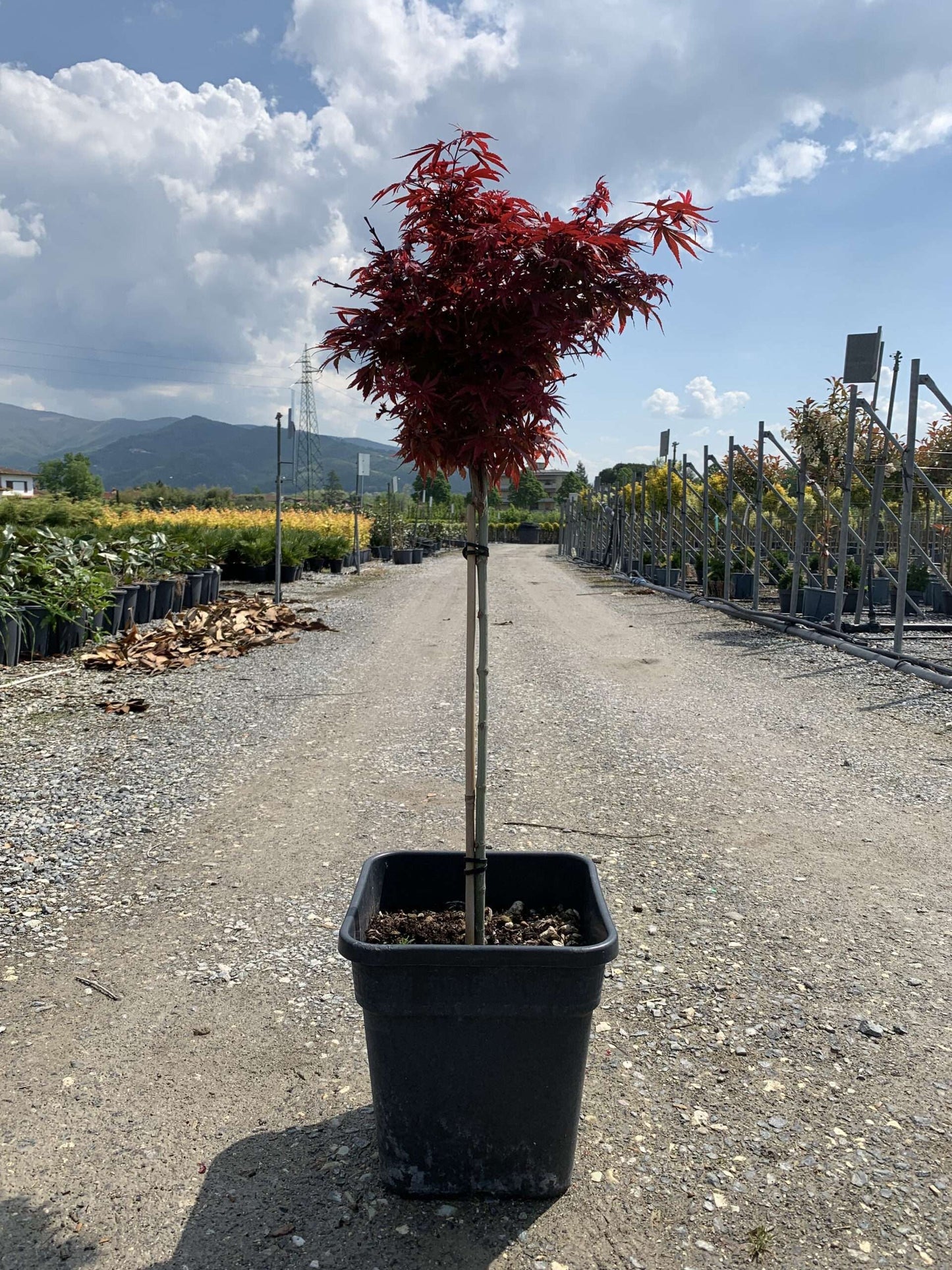 ACER palmatum 'Shaina'