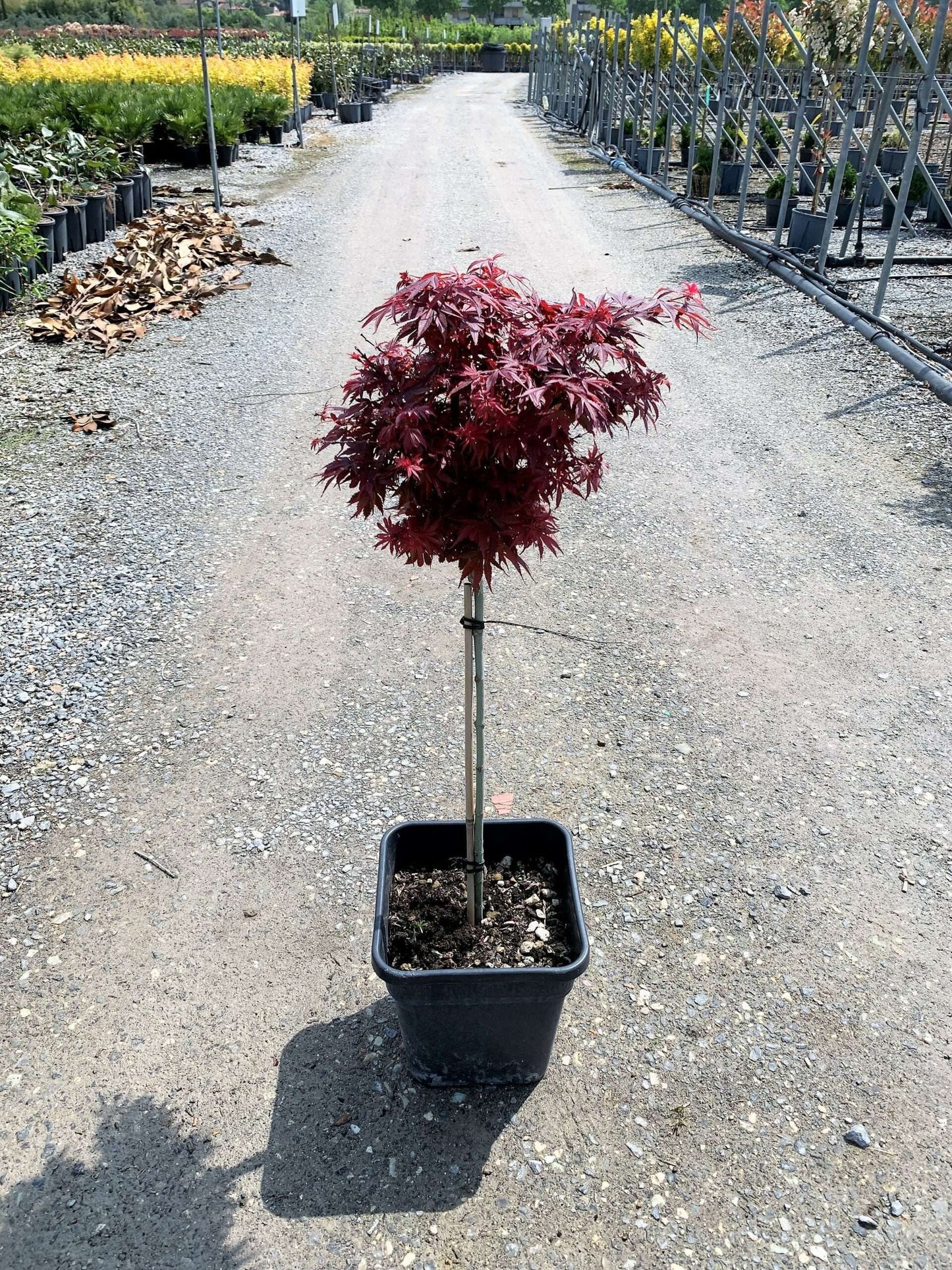 ACER palmatum 'Shaina'