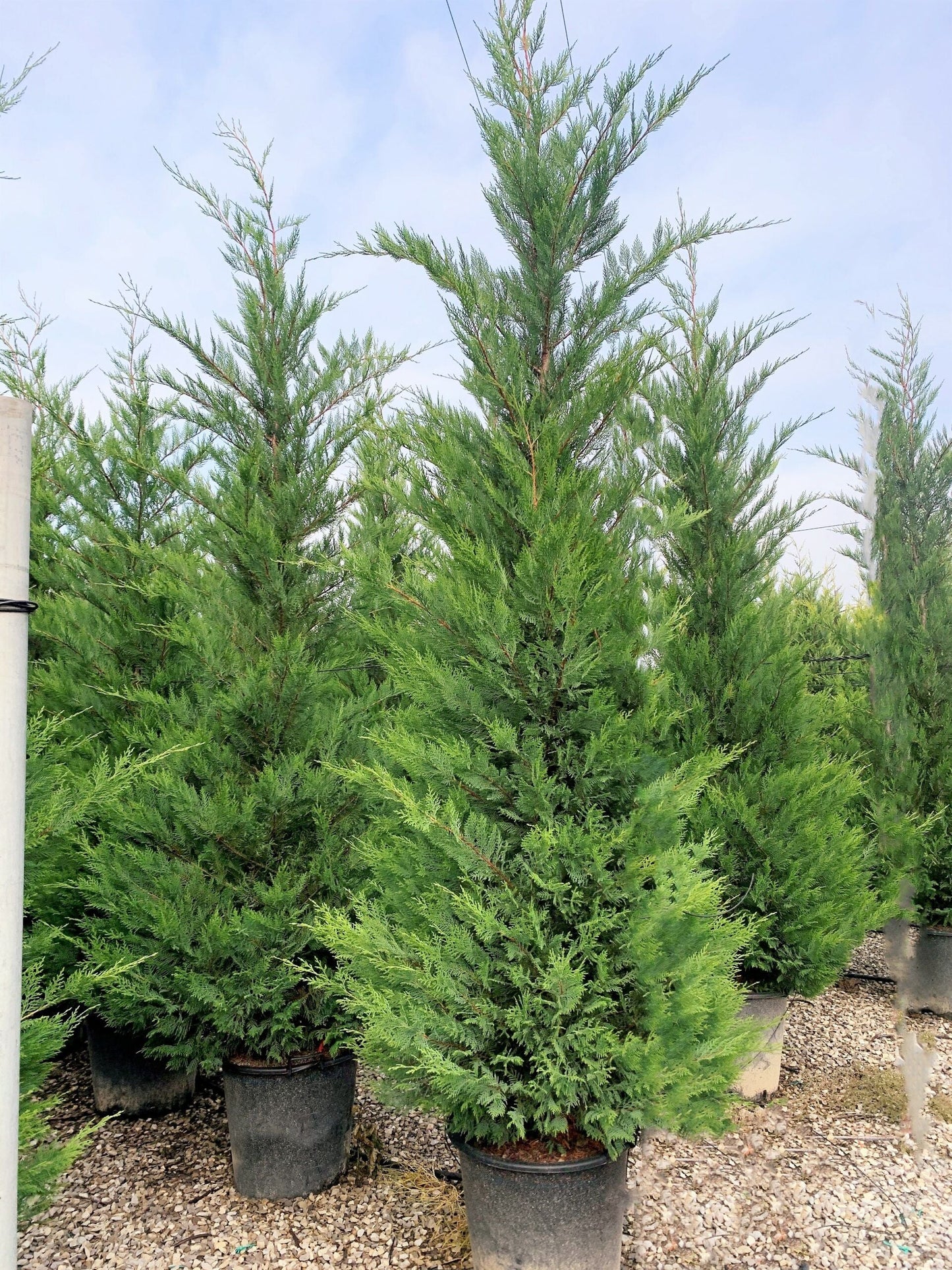 CUPRESSOCYPARIS leylandii '2001'