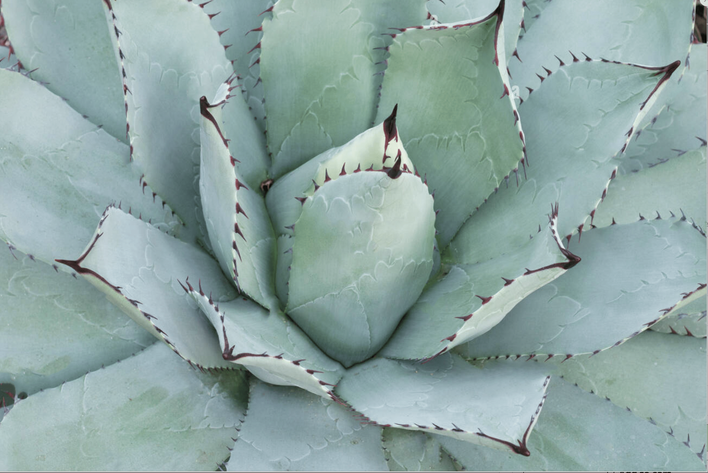 AGAVE parrasana