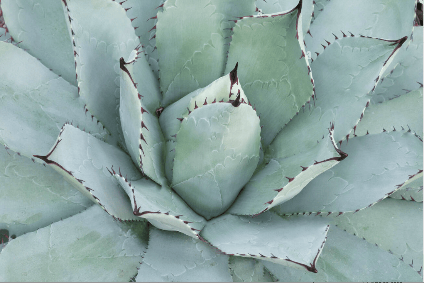 AGAVE parrasana