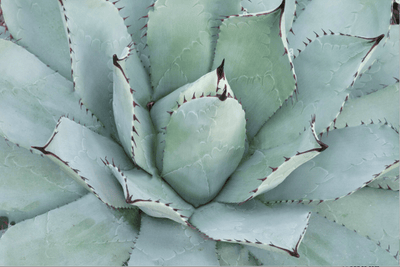 AGAVE parrasana