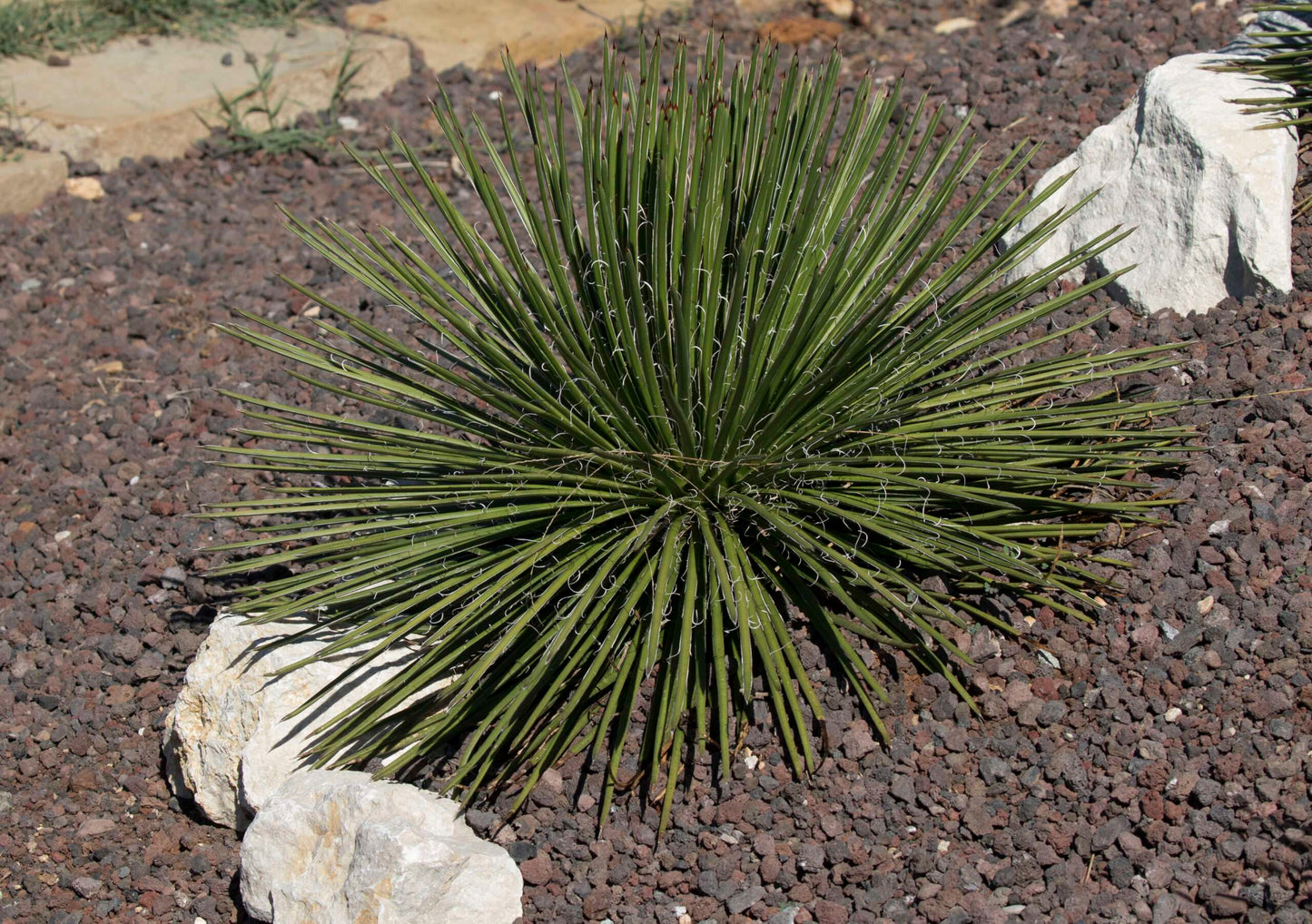 AGAVE geminiflora