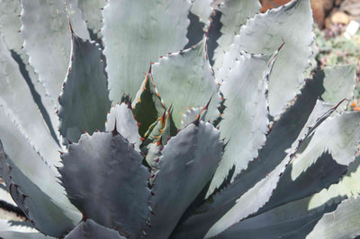 AGAVE parryi