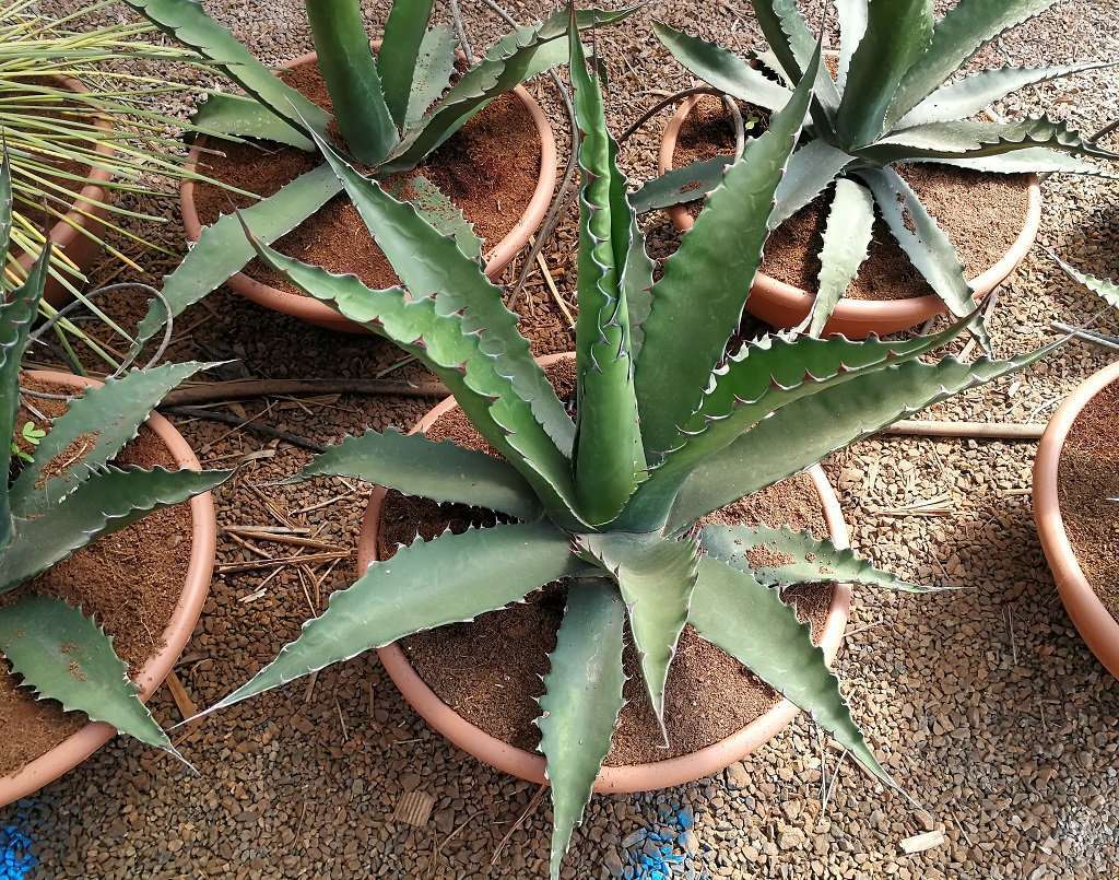 AGAVE gentryi 'Jaws'